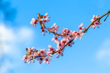 Çiçekli kiraz tomurcuğunun ayrıntıları. Uyum içinde sakura gibi.