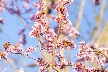 Çiçekli kiraz tomurcuğunun ayrıntıları. Uyum içinde sakura gibi.