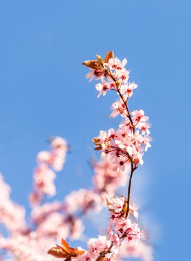 Çiçekli kiraz tomurcuğunun ayrıntıları. Uyum içinde sakura gibi.