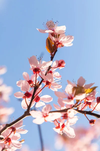 Detail Blooming Cherry Bud Sakura Harmony — Stock Photo, Image