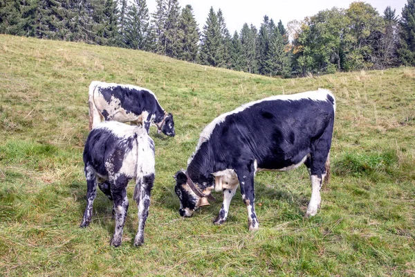 Vacas Holandesas Região Alsácia Soultzeren França Grasing Prado Alpino — Fotografia de Stock
