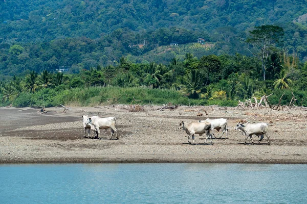 Αγελάδες Που Αναζητούν Τροφή Στην Πετρώδη Παραλία Της Κόστα Ρίκα — Φωτογραφία Αρχείου