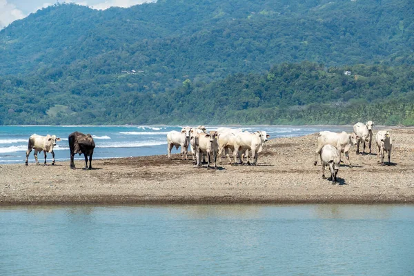 Αγελάδες Που Αναζητούν Τροφή Στην Πετρώδη Παραλία Της Κόστα Ρίκα — Φωτογραφία Αρχείου