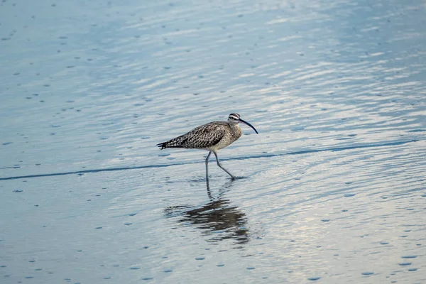 Close Long Billed Curlew Hunting Breakfast Shore Guanacaste Costa Rica — Stock Photo, Image