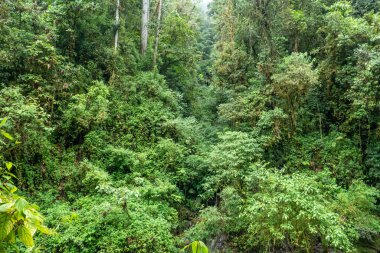 Cloudbridge 'deki orman. Cloudbridge, Kosta Rika 'nın Talamanca dağlarında 1550 metreden 2600 metreye (5085-8530 feet) kadar uzanan özel bir doğa rezervi.