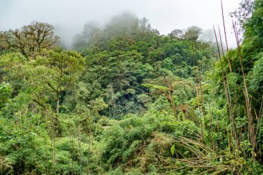 Cloudbridge 'deki orman. Cloudbridge, Kosta Rika 'nın Talamanca dağlarında 1550 metreden 2600 metreye (5085-8530 feet) kadar uzanan özel bir doğa rezervi.