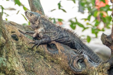 Kosta Rika 'daki ormanda genç iguana