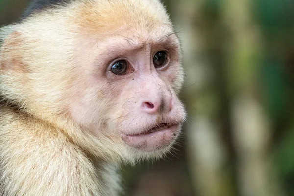 Mono Capuchino Vive Costa Rica Selva — Foto de Stock