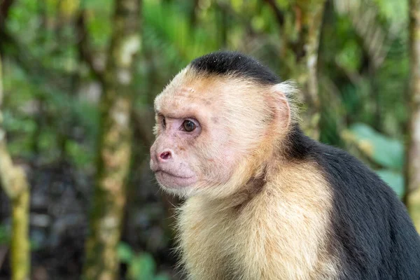 Мавпа Капуцин Живе Коста Риці Джунглях — стокове фото