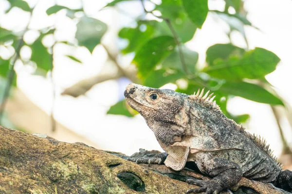 Iguana Joven Selva Costa Rica — Foto de Stock