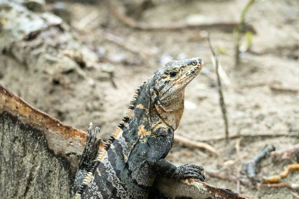 Kosta Rika Daki Ormanda Genç Iguana — Stok fotoğraf
