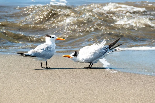 깃털을 갈매기들 엘라의 해변에서 하루를 즐긴다 — 스톡 사진