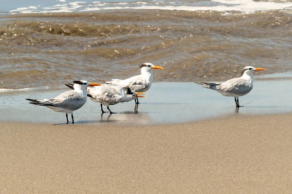 Gaivotas Com Pena Branca Aproveitar Dia Praia Areia Alajuela — Fotografia de Stock