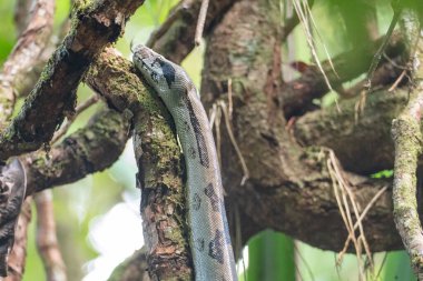 Kosta Rika 'daki bir ağaçta, ulusal parkın ormanında boa yılanı.