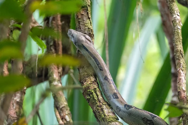 哥斯达黎加国家公园丛林中的一条蟒蛇 栖息在一棵树下 — 图库照片