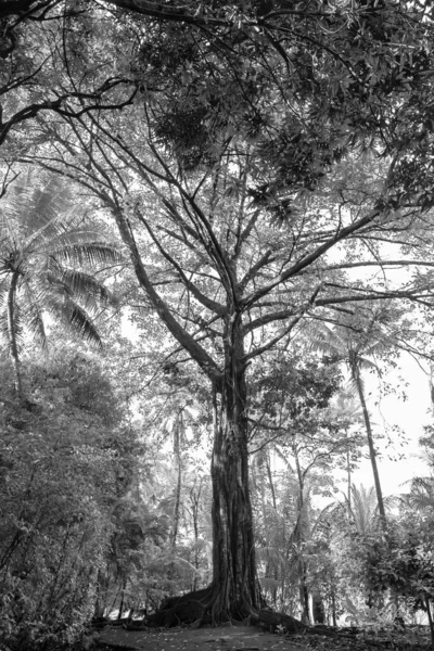 Albero Nella Giungla Del Parco Nazionale Costa Rica — Foto Stock