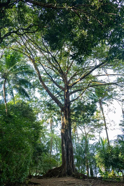 Albero Nella Giungla Del Parco Nazionale Costa Rica — Foto Stock