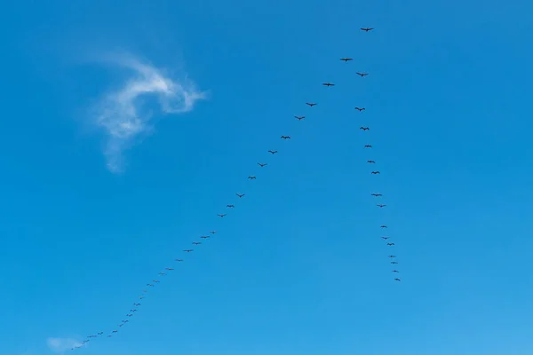 Перелетные Птицы Положении Перемещения Голубом Небе Коста Рике — стоковое фото