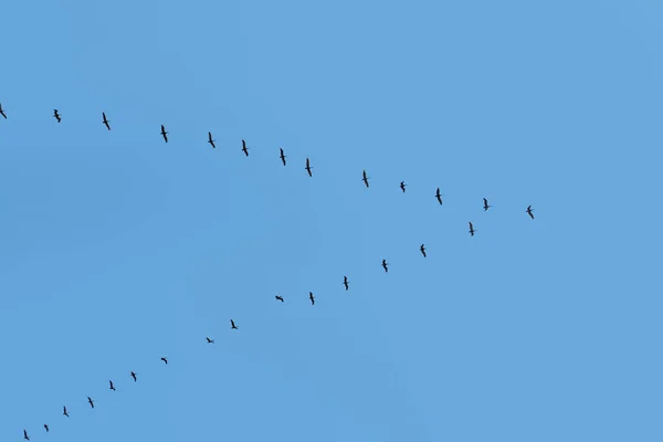 Aves Migratorias Posición Viaje Cielo Azul Costa Rica — Foto de Stock
