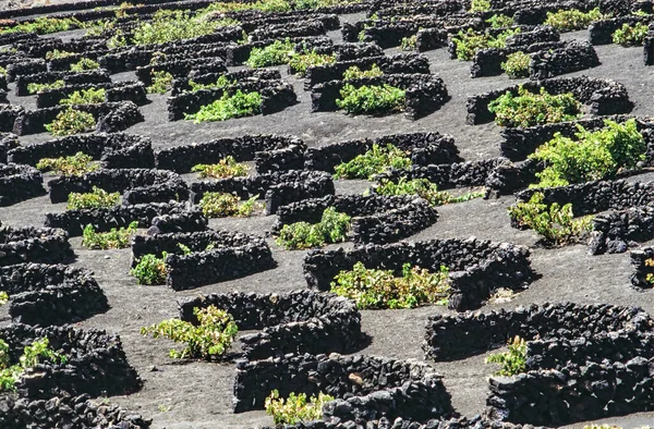 Живописный Вид Виноградники Вулканическом Пепле Льяроте Фаста Испания — стоковое фото