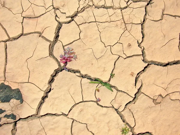 Riss Lehm Durch Die Hitze Der Wüste — Stockfoto