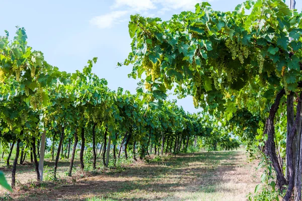 葡萄在意大利北部的藤本植物区威尼托准备收获 — 图库照片