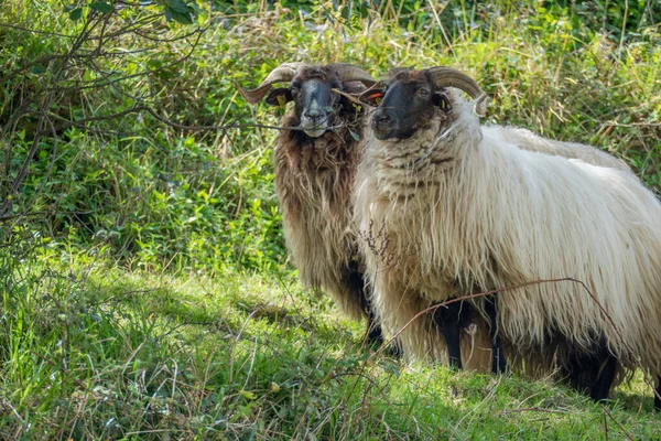 Flock Horned Heath Large Wool Skin Landscape — Stock Photo, Image