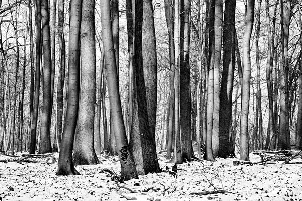 Árboles Invierno Bosque — Foto de Stock