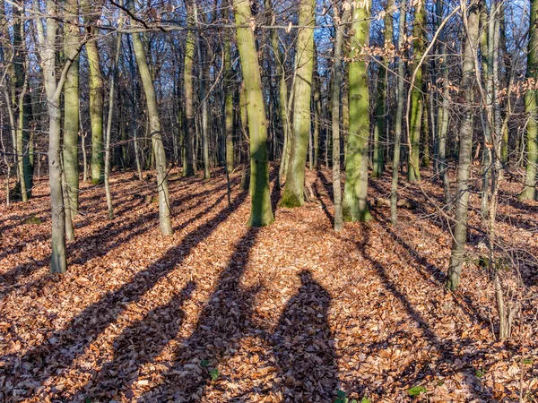 Pessoas Com Sombra Floresta — Fotografia de Stock