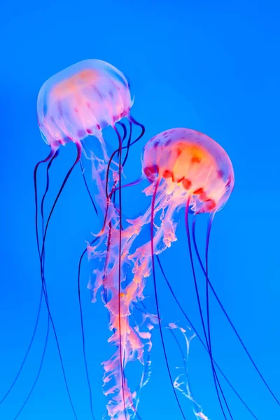 Loving Jelly Fish Couple Blue Ocean — Stock Photo, Image