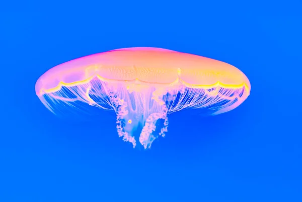 Jelly Fish Swimming Blue Ocean — Stock Photo, Image