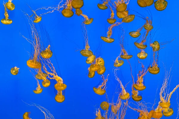 Многие Медузы Плавают Голубом Океане — стоковое фото