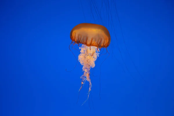 蓝海中的一条水母 — 图库照片