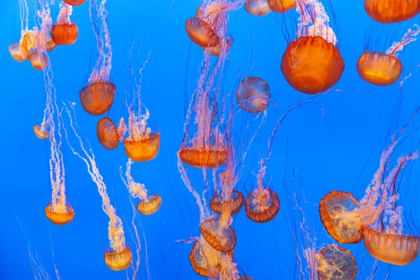 Jelly Fish Clear Blue Sea — Stock Photo, Image