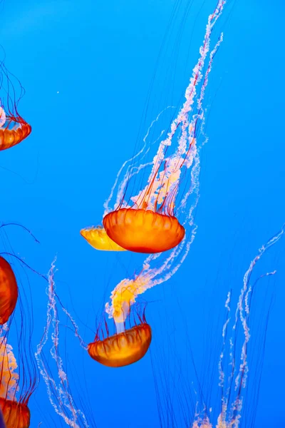Jelly Fish Dark Blue Sea — Stock Photo, Image