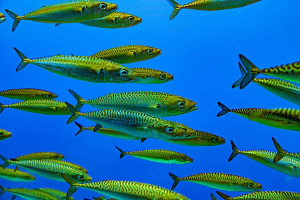 green silver fishes in a swarm in the ocean