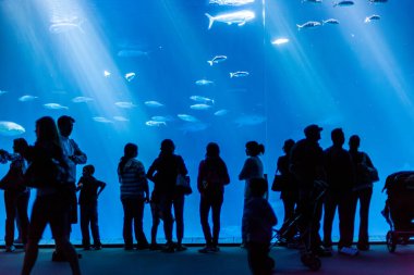 Monterey, ABD - 22 Haziran 2012: İnsanlar Monterey akvaryumundaki büyük balıkların fotoğraflarını çekmekten hoşlanırlar.