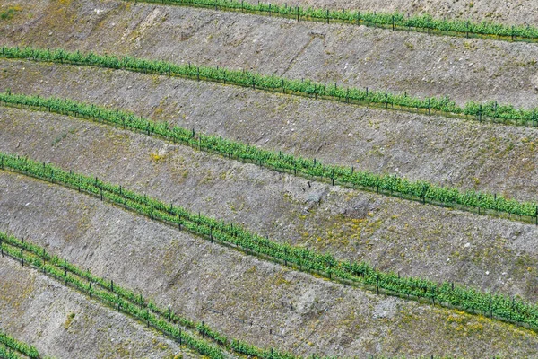 Северной Португалии Вблизи Брага Небольшие Виноградники Террасе Организации Охватывают Область — стоковое фото