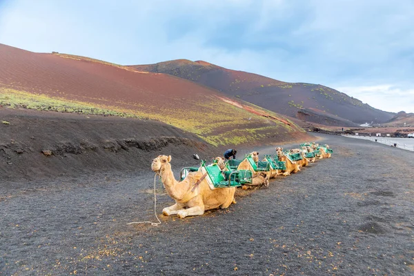 Kamelen Een Parkeerplaats Timanfaya Nationaal Park Wachten Toeristen Korte Vulkaan — Stockfoto