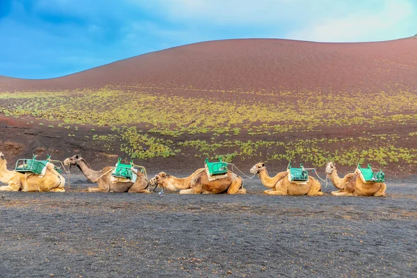 Wielbłądy Parkingu Parku Narodowym Timanfaya Czekają Turystów Aby Zaoferować Krótkie — Zdjęcie stockowe