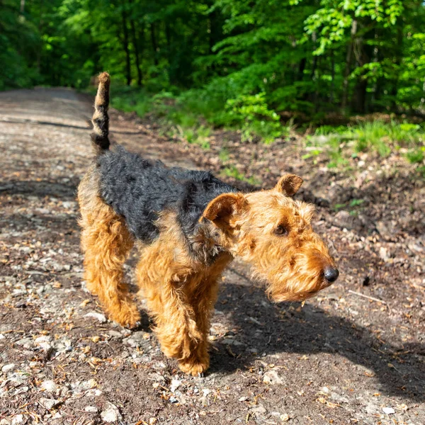 Lindo Joven Pequeño Terrier Paseo Bosque — Foto de Stock