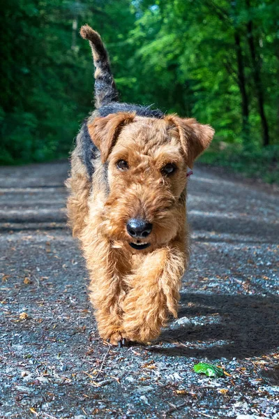 Cute Young Small Terrier Walk Forest — Stock Photo, Image