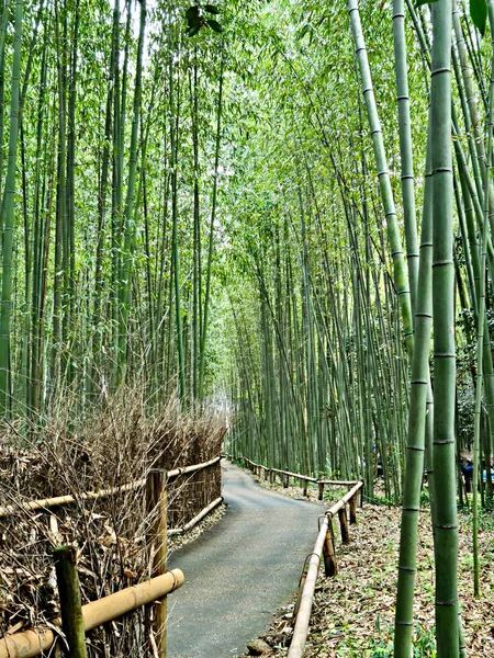 Panoramica Foresta Bambù Arashiyama Distretto Kyoto — Foto Stock