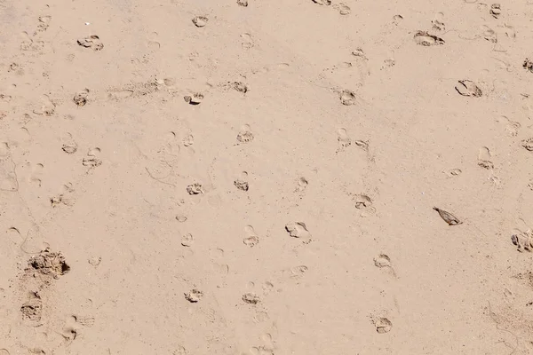 人们在沙滩上的细沙上的脚印 — 图库照片