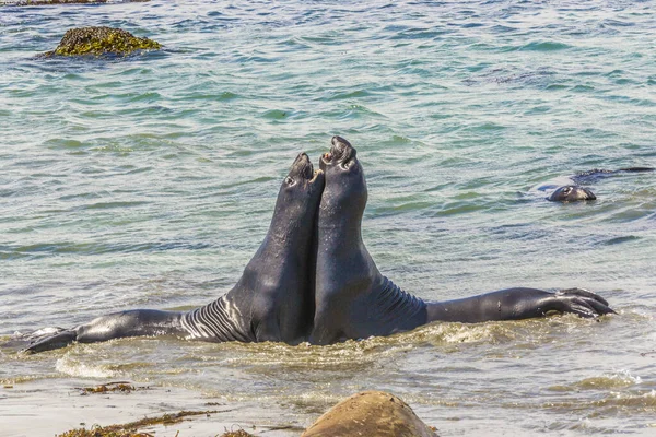 Seelöwen Kämpfen Strand Von San Simeon — Stockfoto