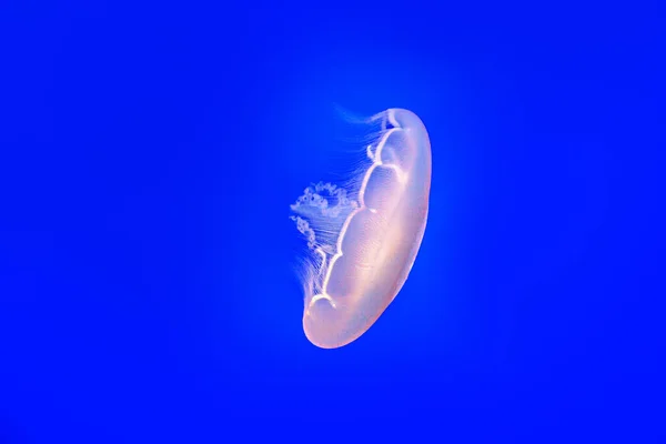 Peixe Geleia Transparente Mar Azul Deap — Fotografia de Stock