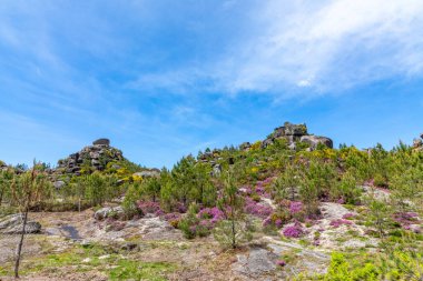 Ulusal Peneda-Geres, Braga, Portekiz 'de taş oluşumu ve çiçek açan dağ çiçekleri