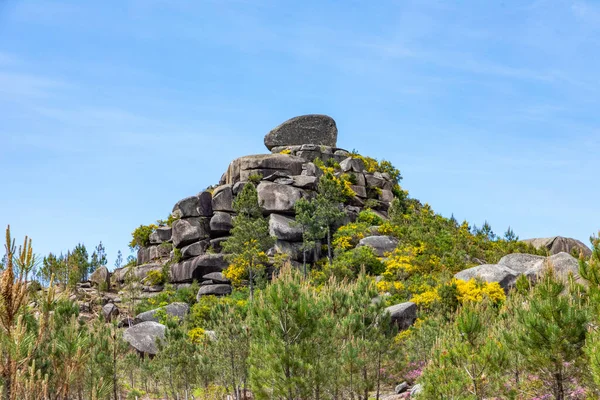 Formación Piedra Florecimiento Flores Montaña Nationalpark Peneda Geres Braga Portugal —  Fotos de Stock