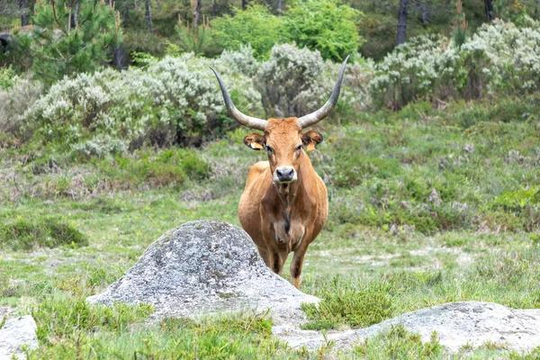 Довгорога Корова Гірській Місцевості Португалії Поблизу Браги — стокове фото