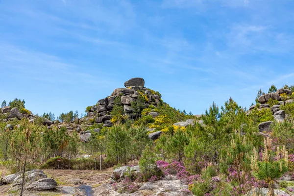 Formación Piedra Florecimiento Flores Montaña Nationalpark Peneda Geres Braga Portugal —  Fotos de Stock